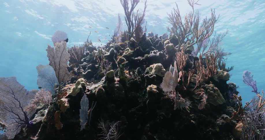 Small fishes swimming next to a coral under the water in the ocean