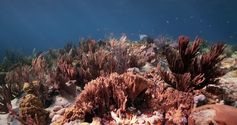 Tropical fish swimming over a coral reef in the clear blue ocean waters