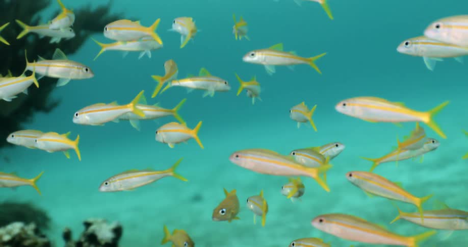 A school of fish with vibrant colors swims together in unison while deep underwater