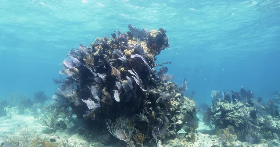 Ocean underwater with fish and coral visible