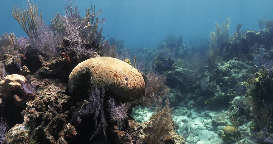 A panning shot of a ocean floor