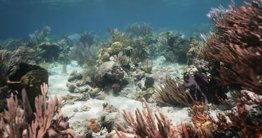Underwater view of coral and reef life in the ocean