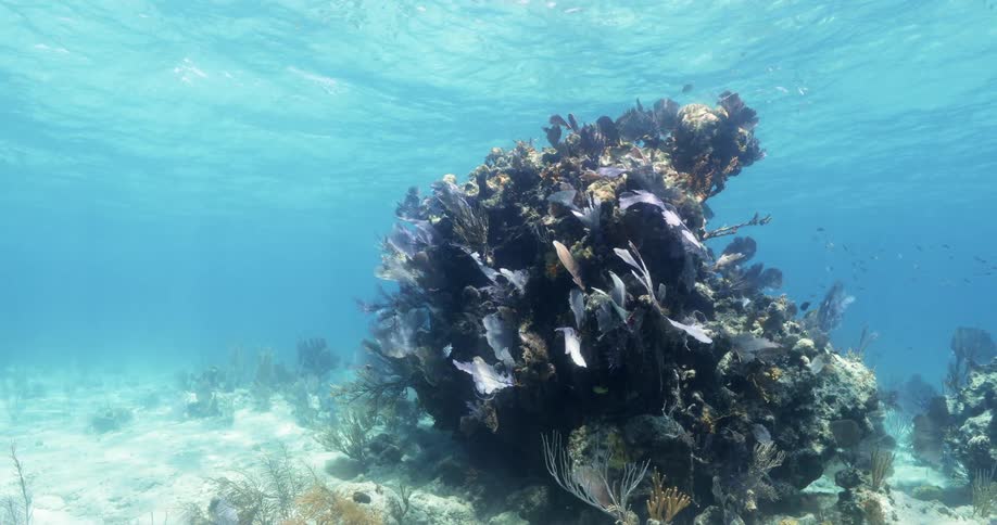 Vegetation sits in the sunlight on the ocean floor