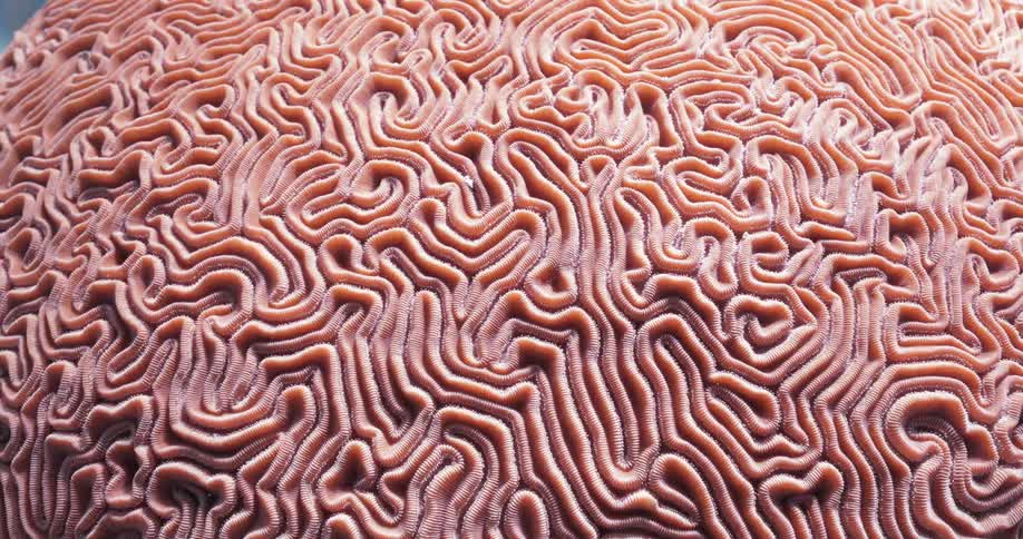 A coral reef underwater