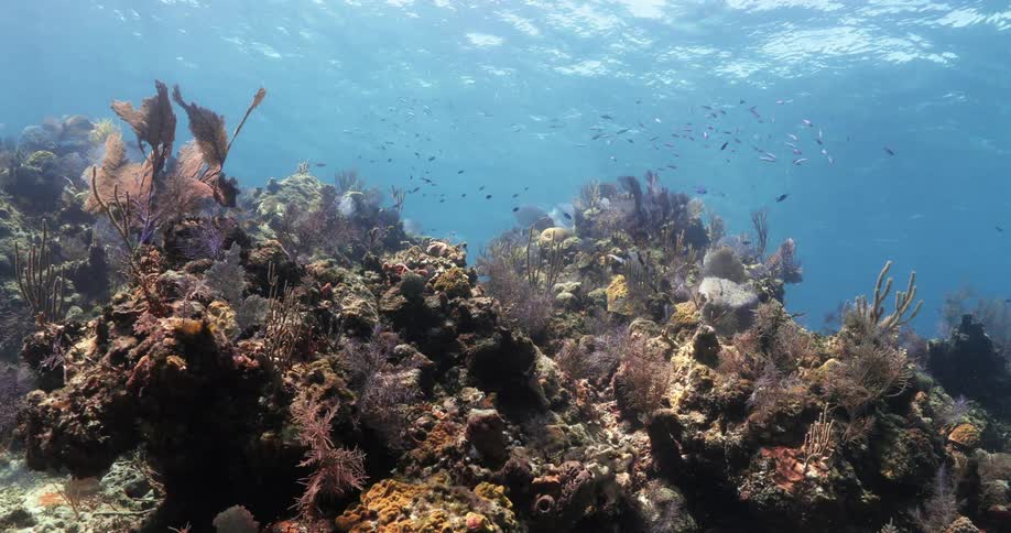 Sunlight from the surface shines down onto a rock formation on the ocean floor covered in coral and sea life