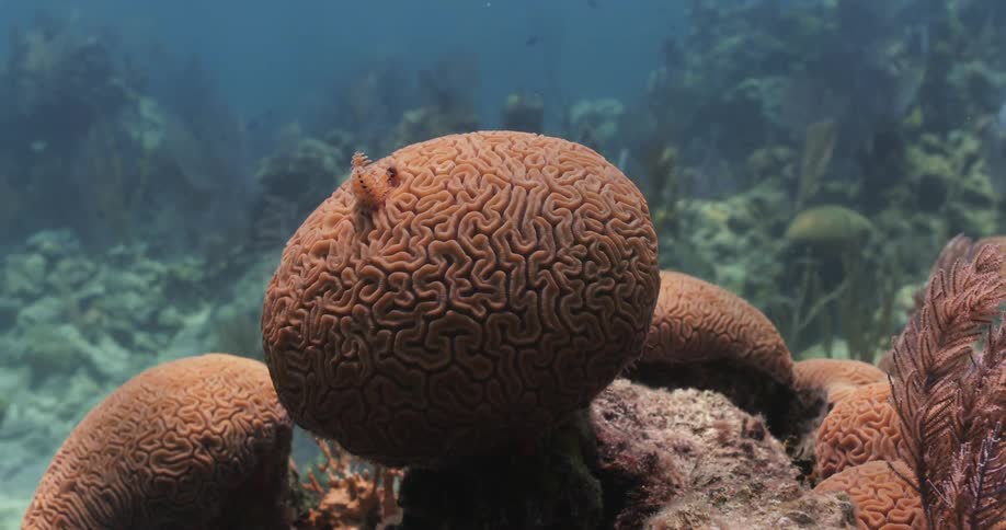 Sponge growing on the surface of a coral reef in the clear blue ocean waters