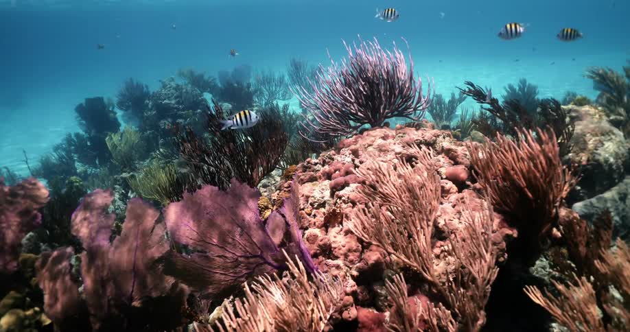 Underwater footage of fishes swimming over tropical coral reef in the clear blue ocean water