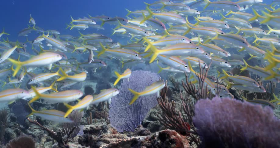 Fish swimming under water
