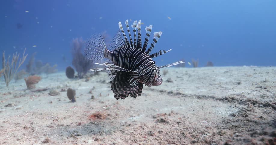 Stripped venomous lionfish swimming over a tropical coral reef in the blue clear ocean water