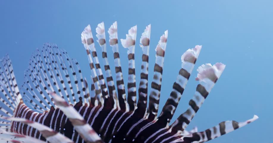 Underwater footage of the fins of a lionfish in the blue ocean waters