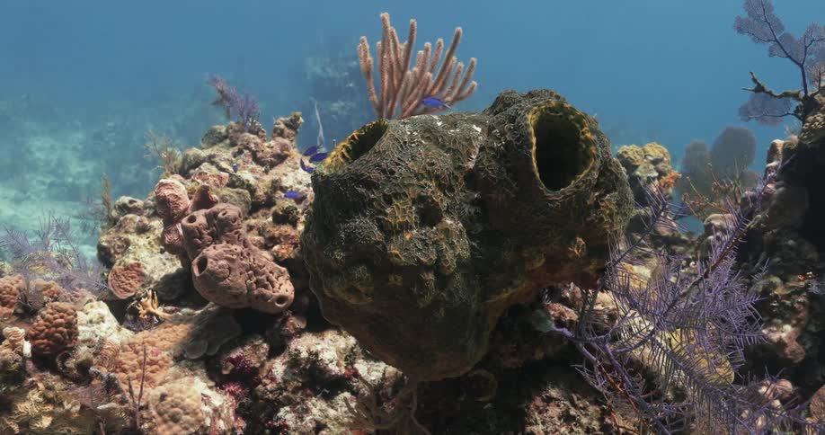 Underwater at the bottom of an ocean with coral reef