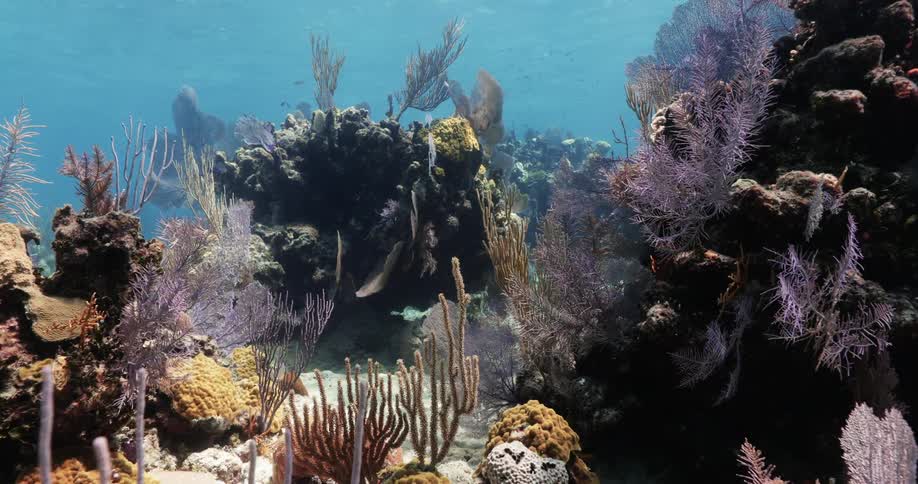 Underwater footage of sponges and algae on a tropical coral reef in the clear blue ocean waters