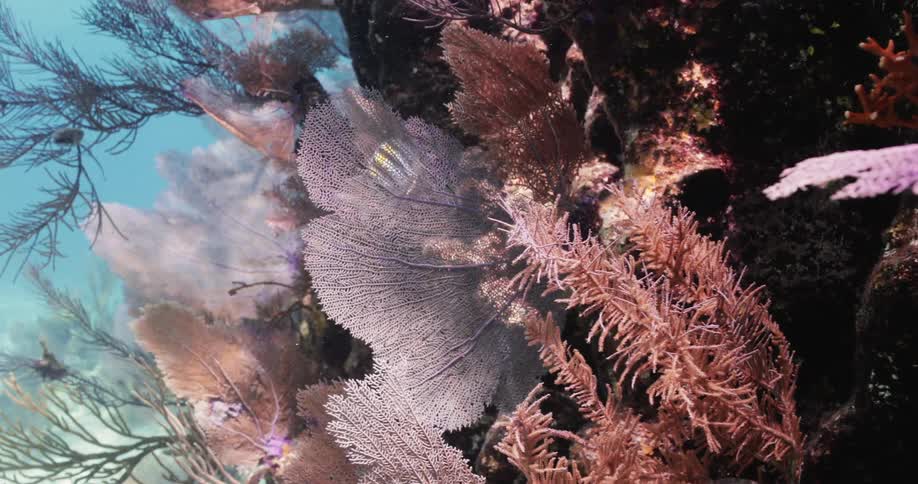 A panning shot of plants in an ocean