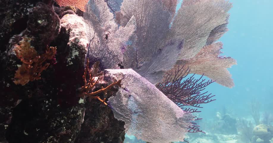 Underwater footage of coraline algae covering a coral reef in the blue ocean waters