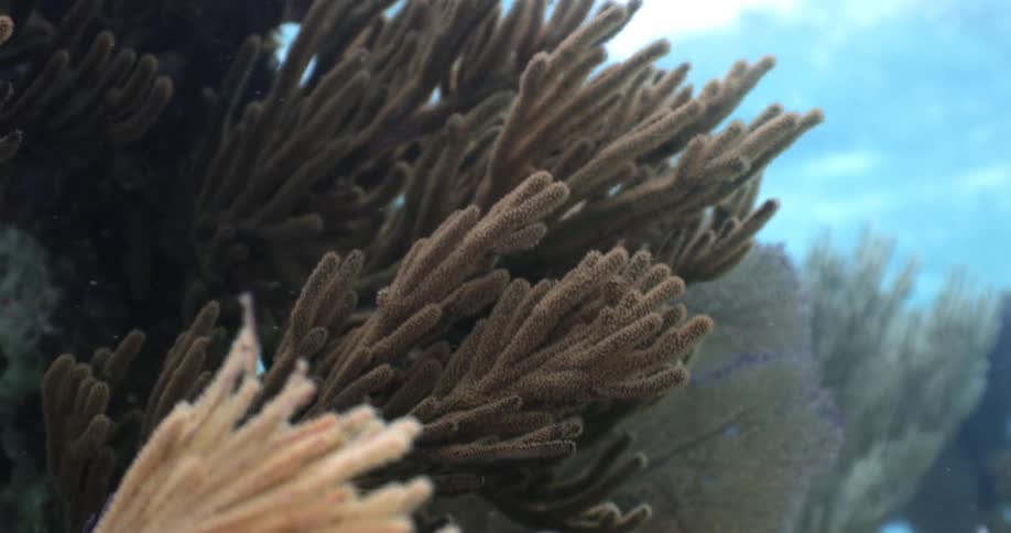 An underwater shot of a plant