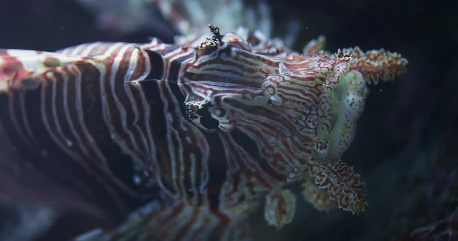 Close up of a Red Lionfish floating over a coral reef