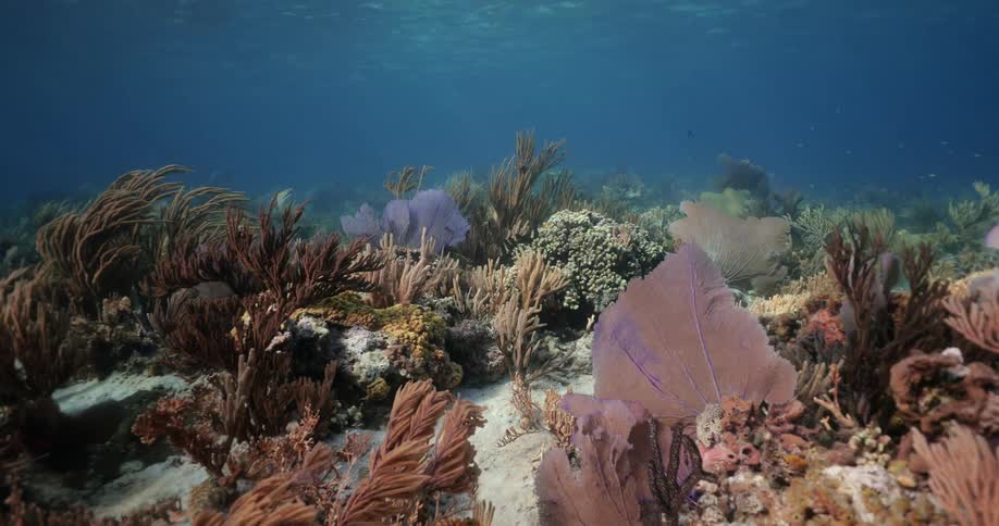 Underwater in the ocean at coral reef with fish