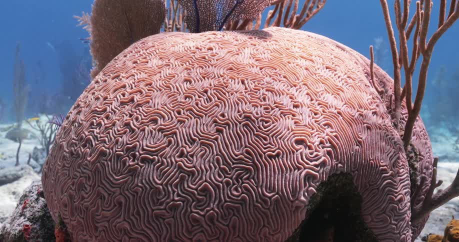 Under the ocean water a small brightly colored fish swims past a large coral
