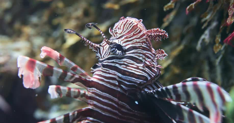 A lion fish swimming upwards along a reef underwater in the ocean