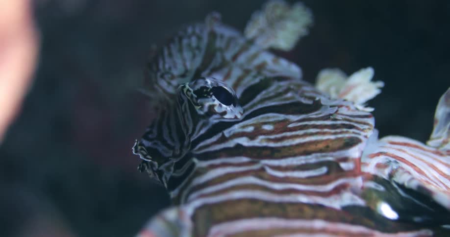 Red Lionfish closeup underwater in the Bahamas