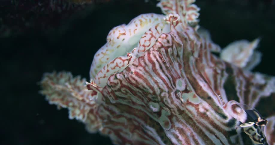A close up of a fish in an ocean