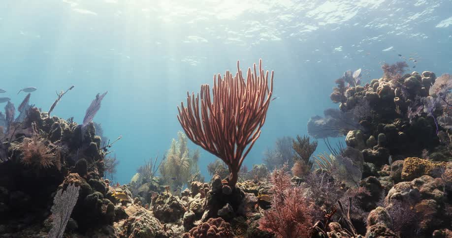 Fish and plants under water
