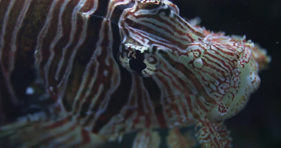 Close up of a colorful Red Lionfish floating in water