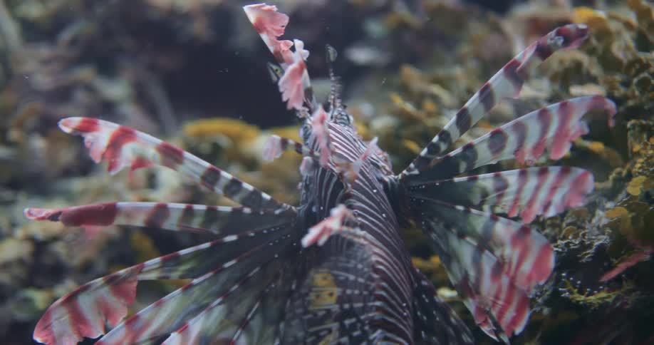A colorful fish with long fins slowly drifts through the water