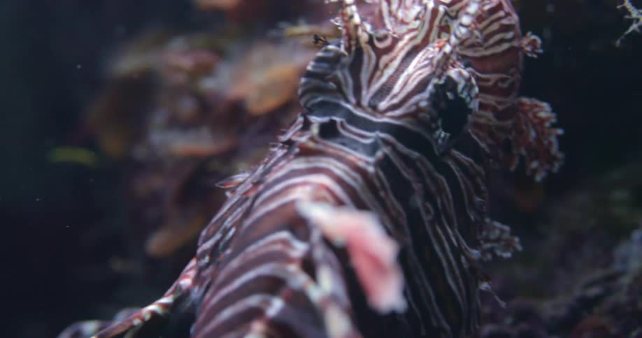 Lion fish swimming around underwater in the ocean next to a sea plant