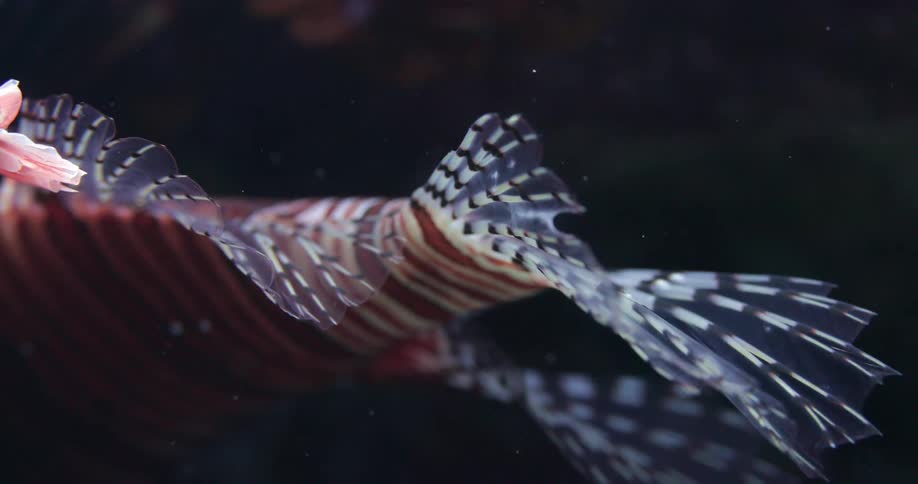 Close up of a fish under water