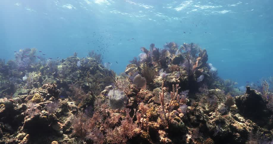 Underwater footage of a tropical coral reef in the clear blue ocean waters