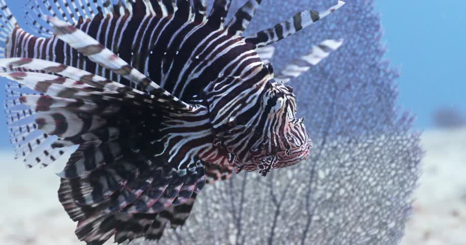 Lionfish swimming underwater in the ocean next to a small sea plant during the day