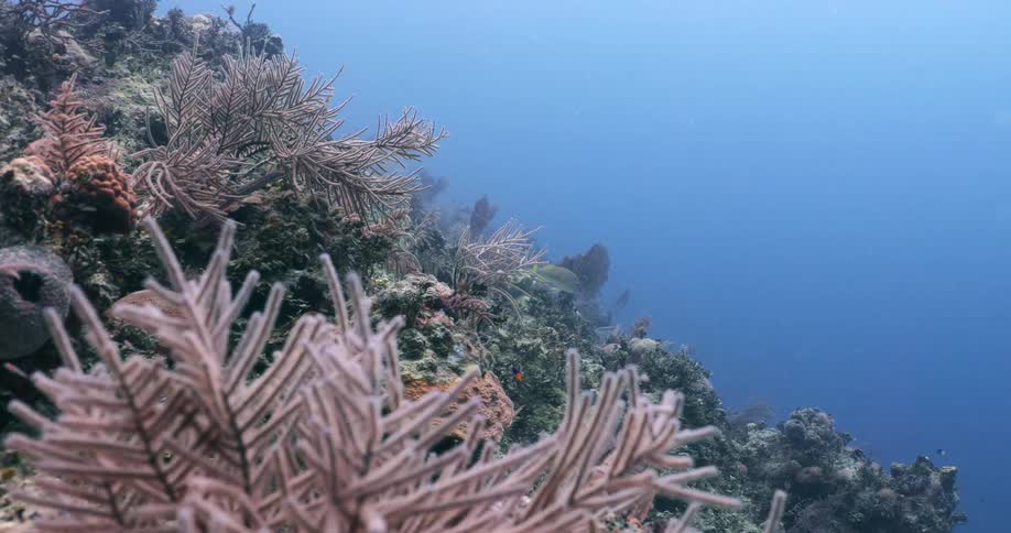 Under water footage of fish swimming around plants