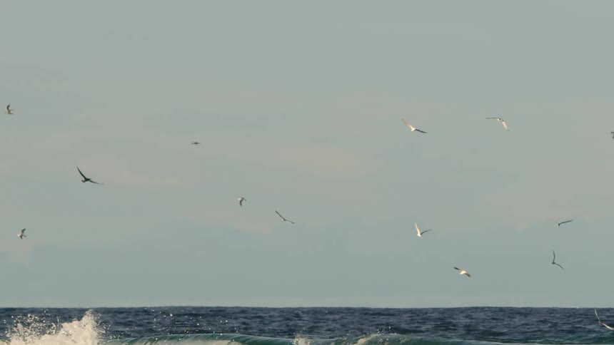 Seagulls flying over the ocean