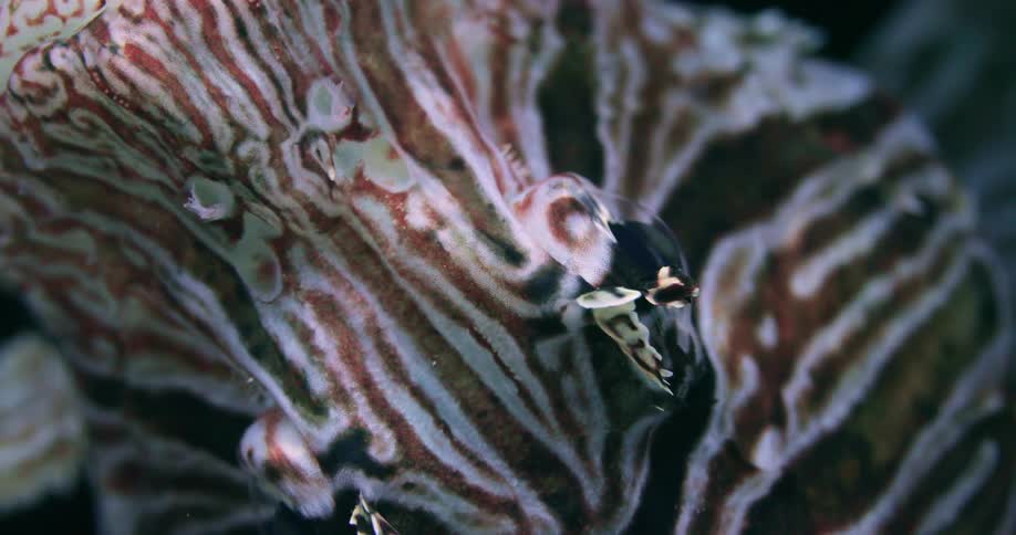 Close up of a Lionfish swimming in the ocean