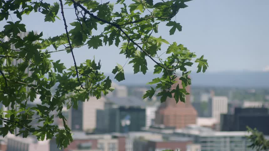 The leaves of a tree sway in the wind in a metropolis on a sunny day