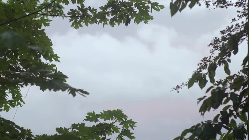 Trees with green leaves on branches and a cloudy sky