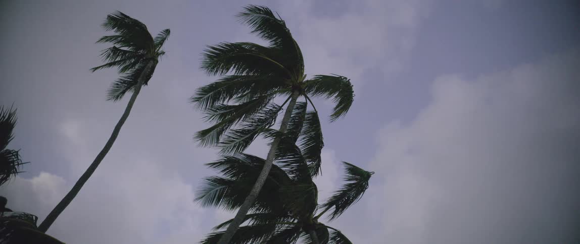 Strong winds back the leaves on tall palm trees