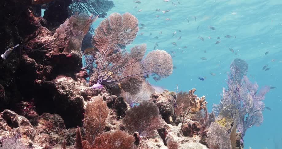 Underwater shot of fish and coral