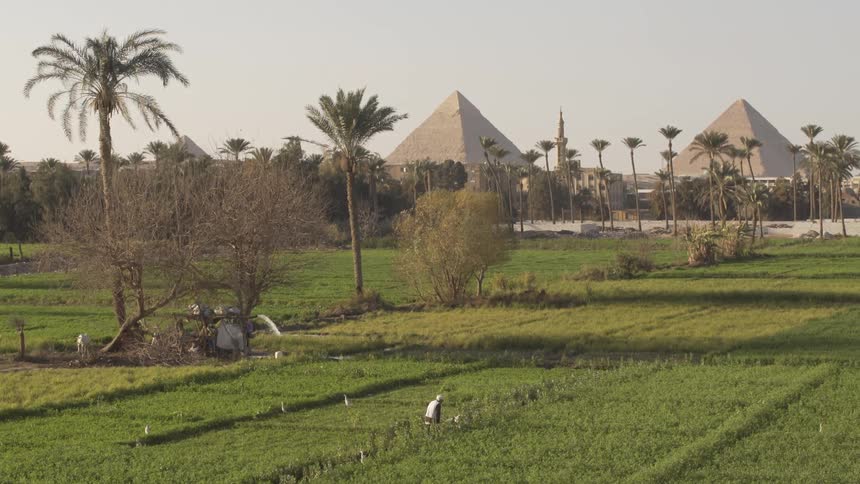 Farmer tending crops in the fields near the pyramids in egypt