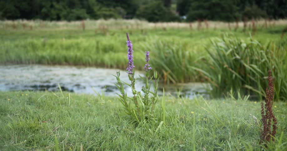 Purple loosestrife flowers growing near a marsh in the grass fields