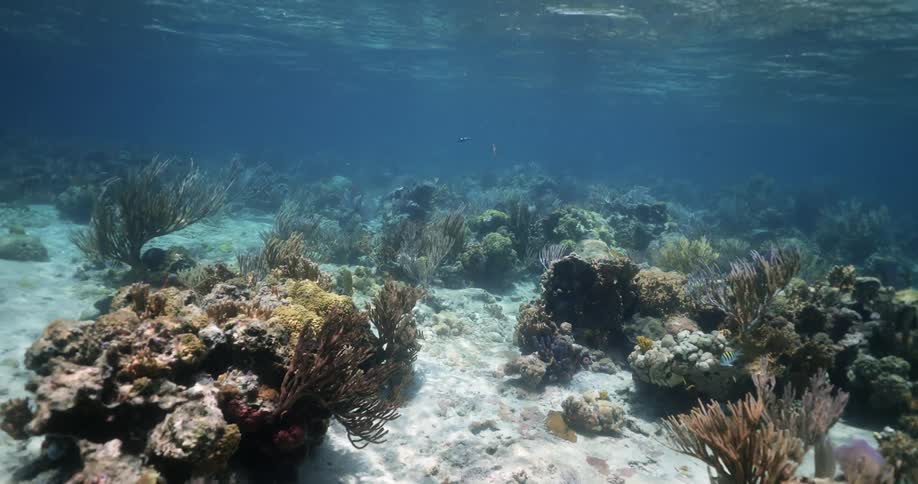 Sunlight shines through the surface of the ocean onto coral and vegetation along the sea floor