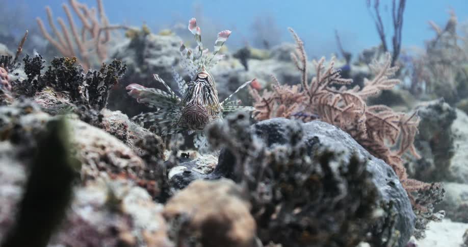 Lionfish hiding in coral reef