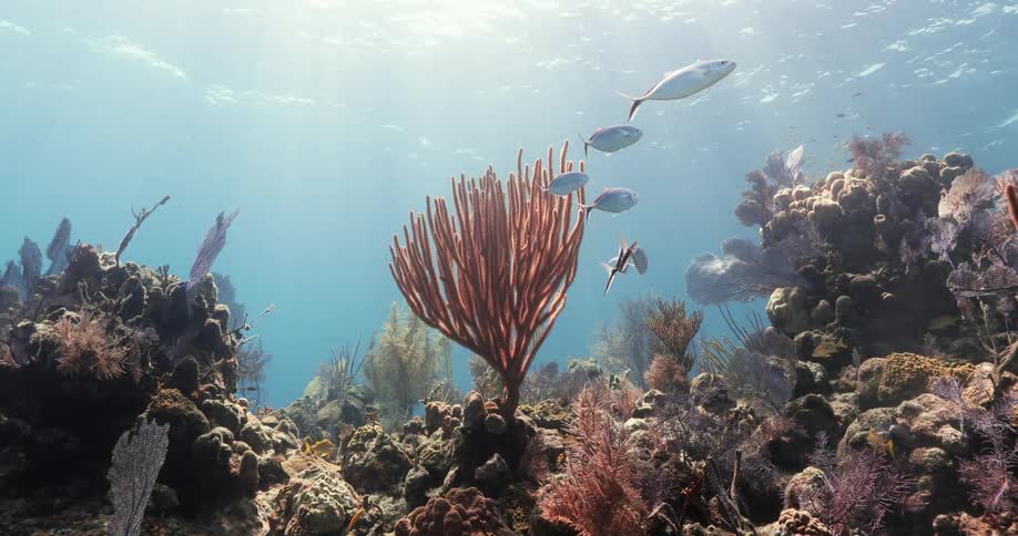Tropical fish swimming in the ocean around a coral reef