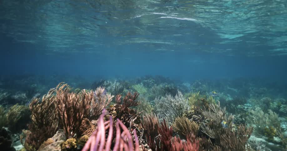 A coral reef habitat underwater in the ocean with small fish swimming around during the day