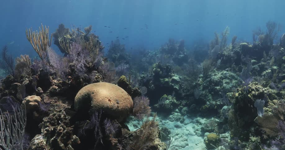 A coral reef underwater at daytime with small fish swimming around in the distance