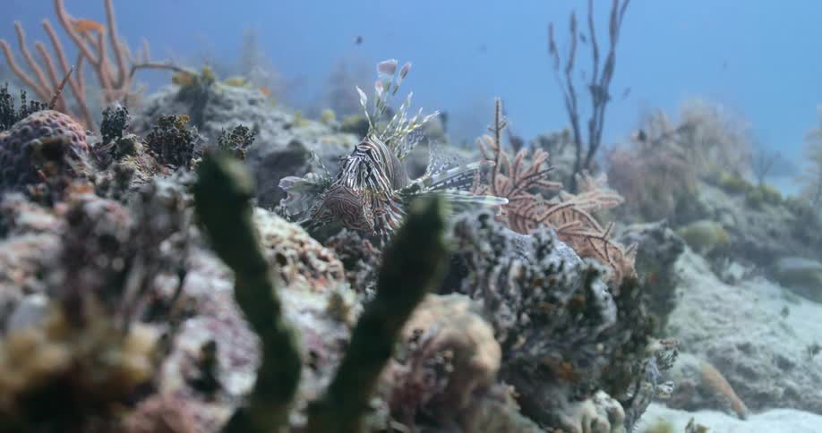 A lion fish resting in a coral reef at daytime in the ocean underwater
