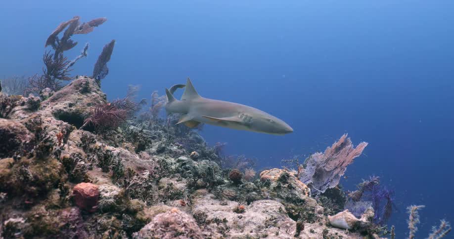 A nurse shark swimming over a coral reef in the tropical clear blue ocean waters