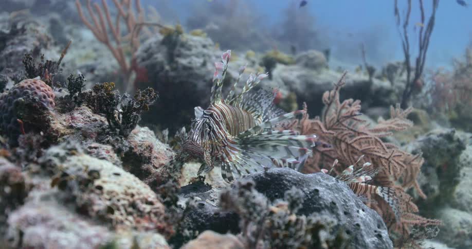 A Lionfish resting on top of a coral reef