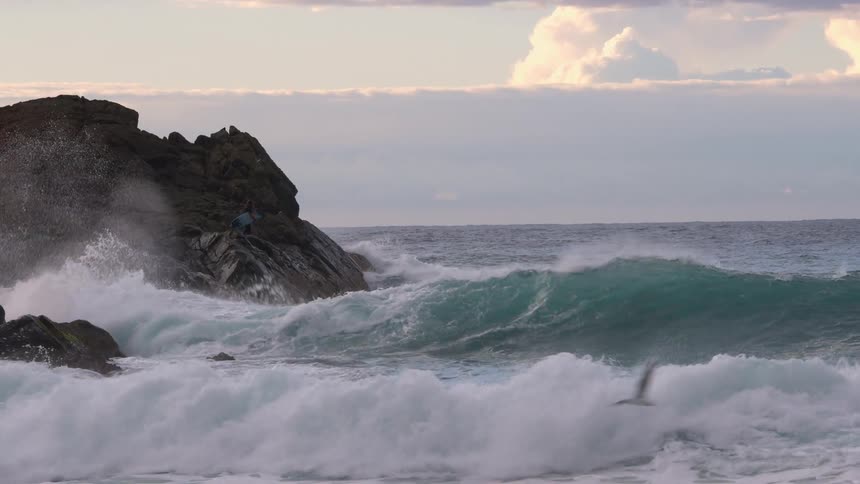 Seagull flying over the ocean waves crashing in the rocks on the coast at sunset